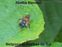 Ab. Manduri