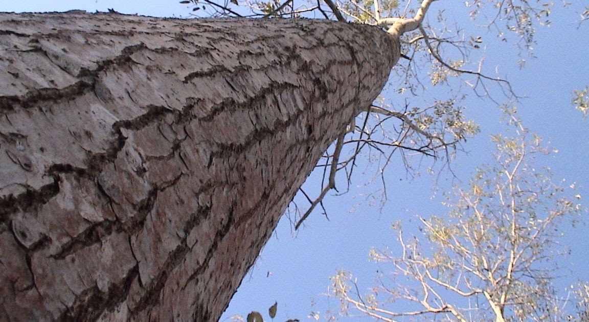 Un Forestal en la Web: Plantar problemas: El Cedro rojo (Cedrela