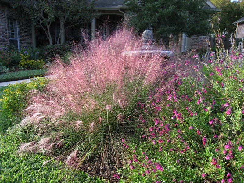 Muhlenbergia Regal Mist