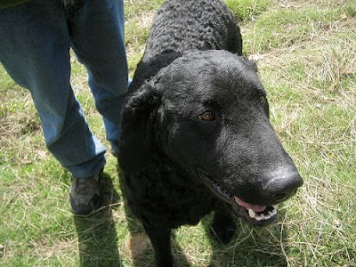 The Curly Coated is robust, Images of Curly Coated Retriever