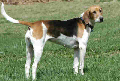 American Foxhound Breeders
