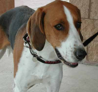 American Foxhound Large Dog Breeds