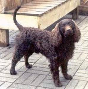 Pictures of American Water Spaniel