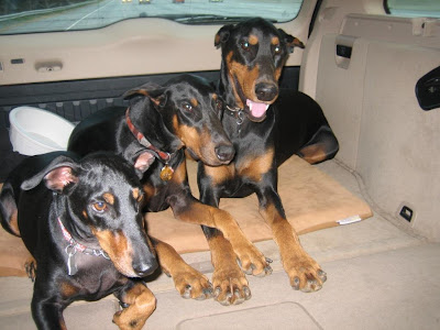 German Pinscher Breeds of Dog