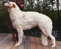 The Borzoi Giant Dogs