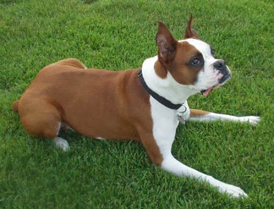 Boxer World Dog Breeds