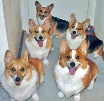 Pembroke Welsh Corgi Family Dog Breeds