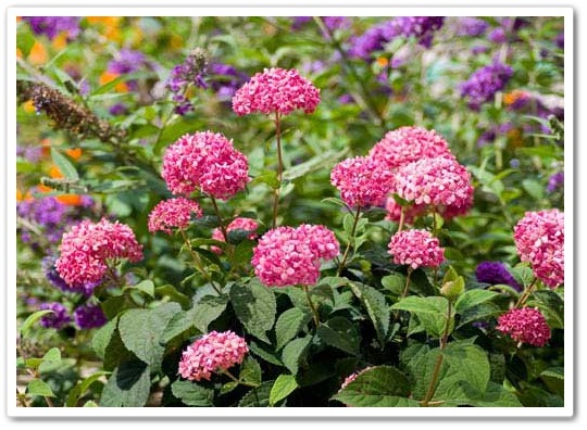 Think Pink Three New Hydrangeas Southern Living