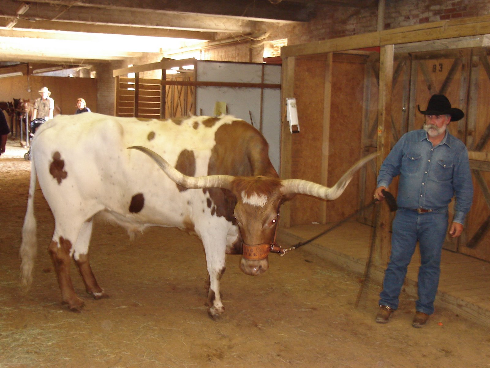 [Now+that's+a+longhorn.jpg]