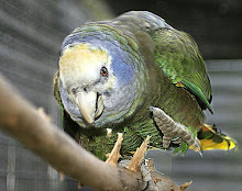 The St. Vincent Parrot