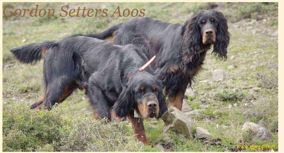 AOOS GORDON SETTER