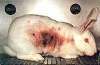 external image conejo+maltratado.jpg