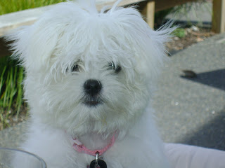 Mintie Maltese