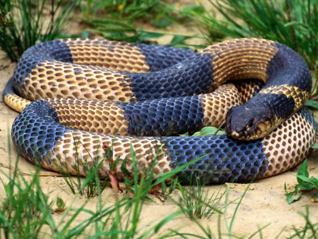 VIDEO SERPIENTE VENENOSAS video serpiente venenosas:
