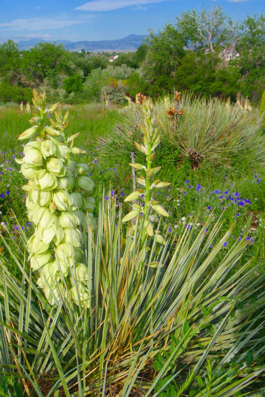 Wild About Yucca Flowers