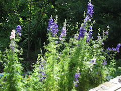 Hoosier Larkspur