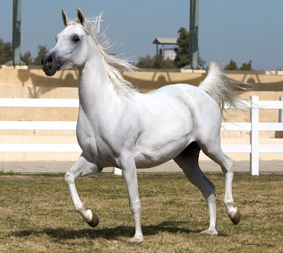 BEAUTY OF ARABIAN HORSE arabian horse wallpaper. BEAUTY OF ARABIAN HORSE
