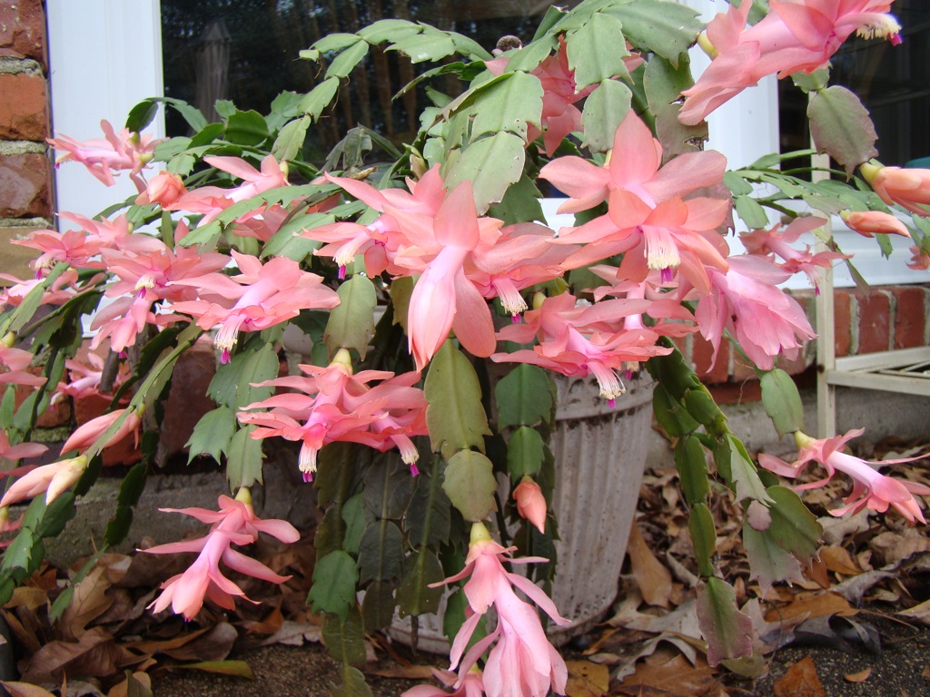[DSC00950.JPG]