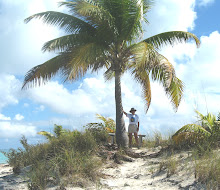 A One Palm Tree Island