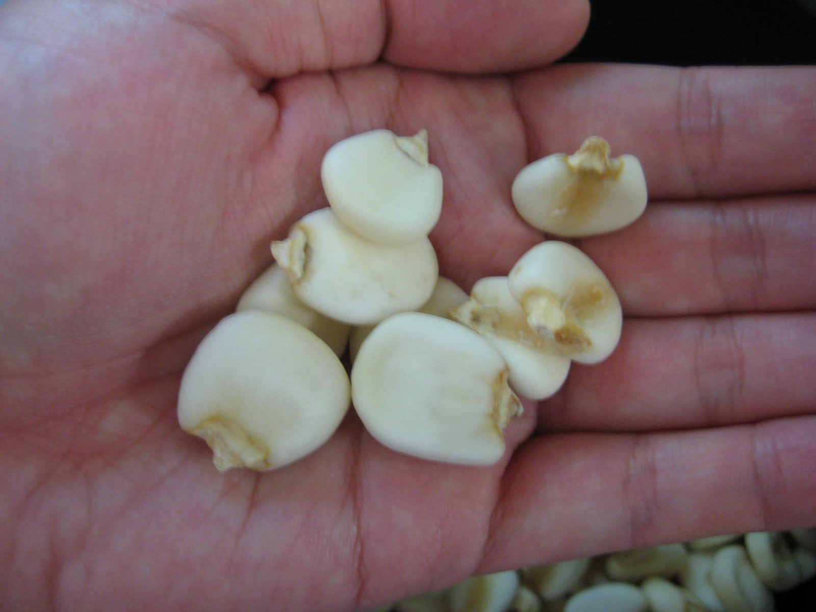 haphazard musings and creations peruvian corn