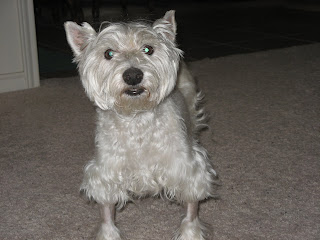  DogBoy Makes a House Call