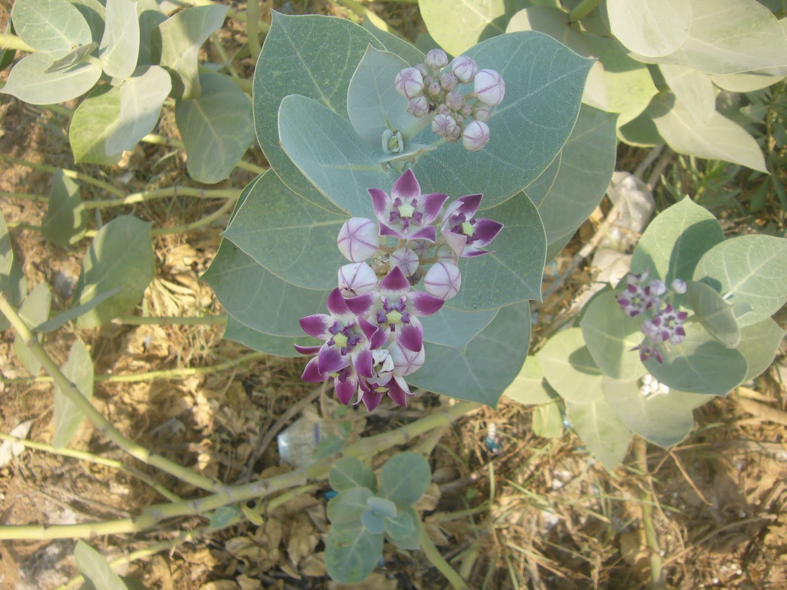 Wild Plants of Pakistan