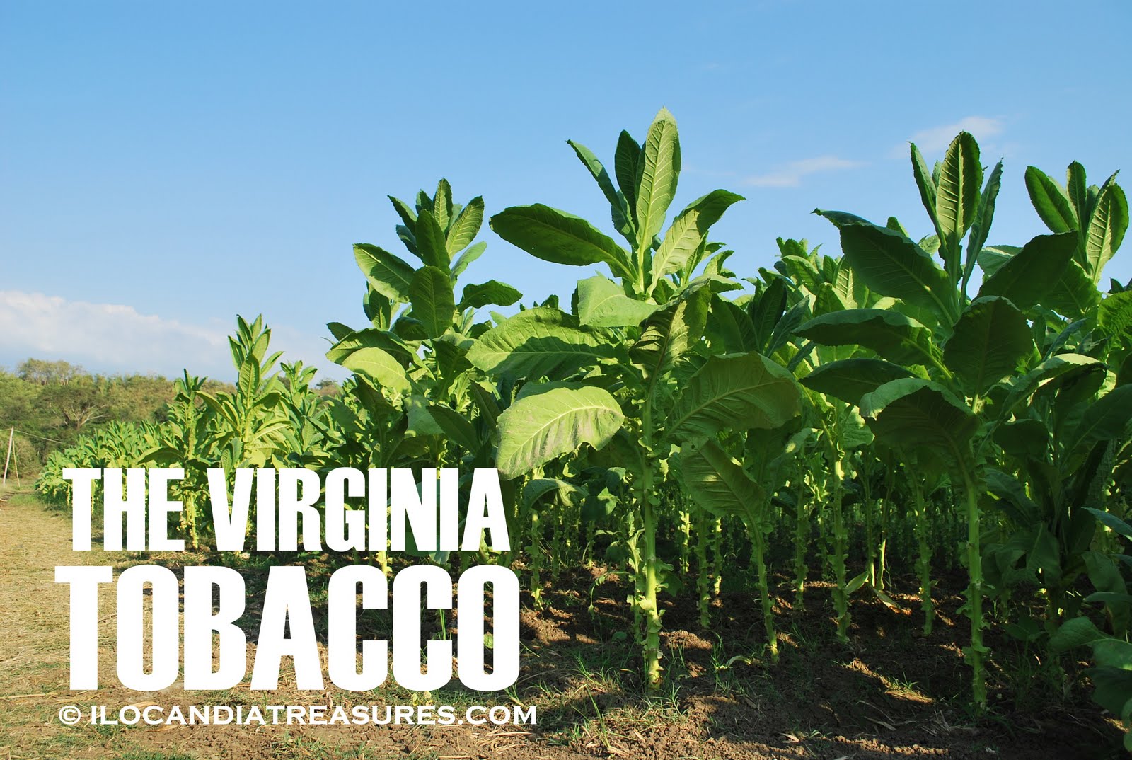 tobacco 16th century Native americans used tobacco for thousands of years before columbus encountered it during his 1492 voyage to north america by the end of the 16th century, its consumption had spread worldwide. tobacco 16th century Native americans used tobacco for thousands of years before columbus encountered it during his 1492 voyage to north america by the end of the 16th century, its consumption had spread worldwide.
