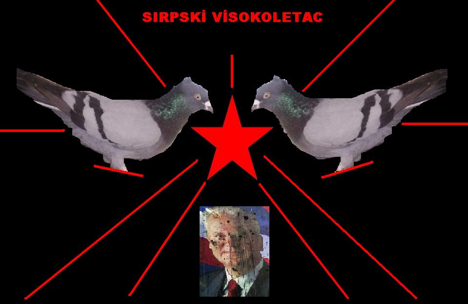 sırp yüksek uçucusu - Срби високо нестабилне