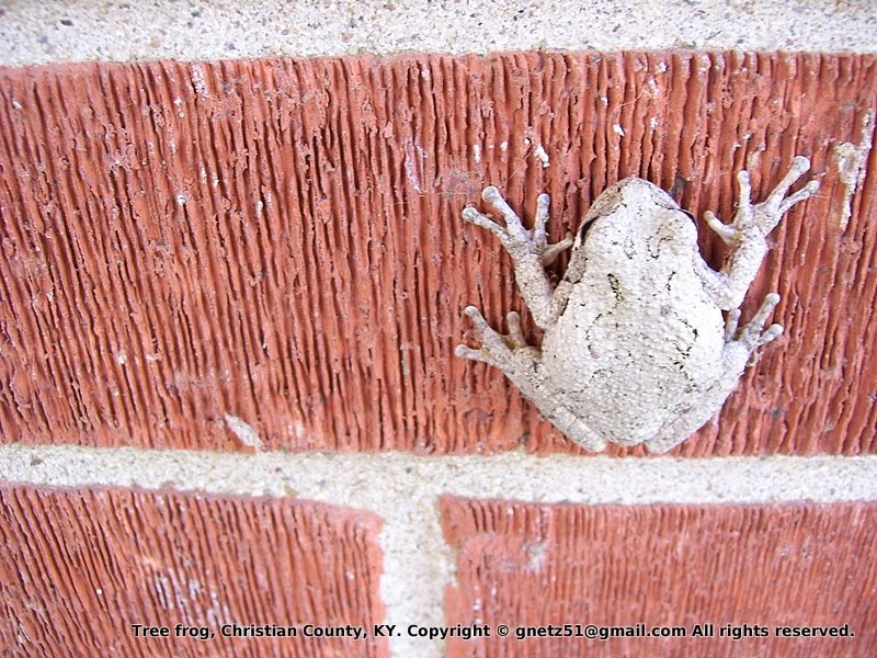 Prairie Bluestem Kentucky Tree Frog