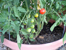 My First Ripe Tomato