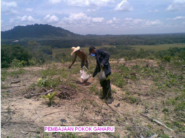 PEMBAJAAN ZEOLITE ORGANIK  POKOK GAHARU