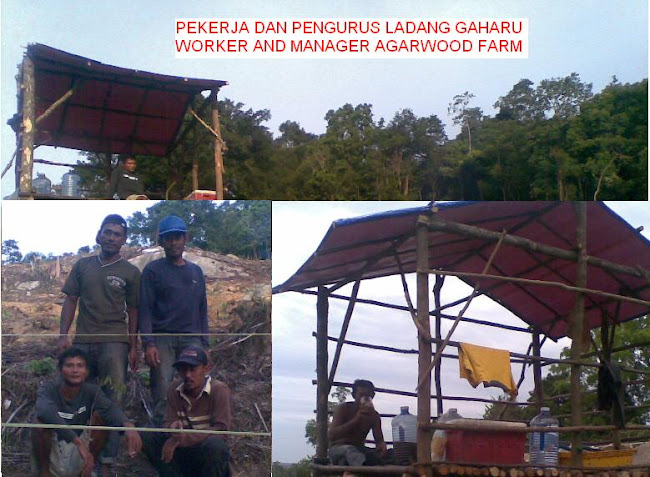 PEKERJA PENGURUS LADANG GAHARU