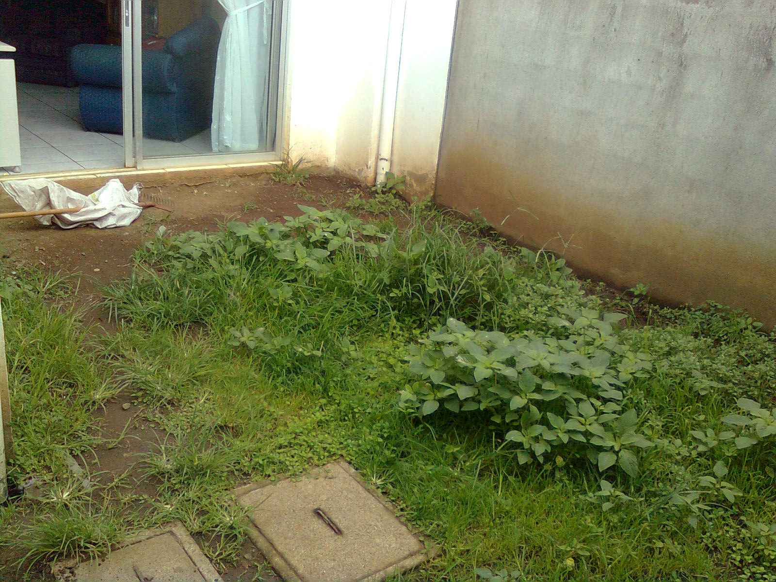 MANTENIMIENTO Y DISEÑO DE JARDINES: Zacate Dulce