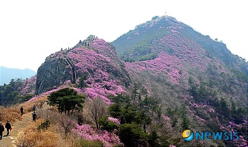 azalea meaning