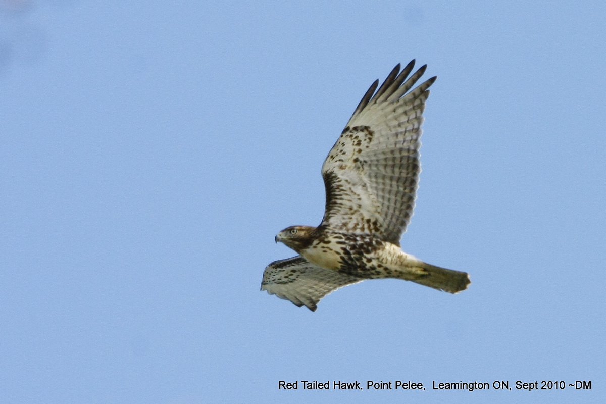 Merlin Falcon Flying