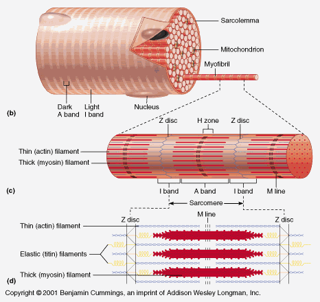 A skeletal muscle