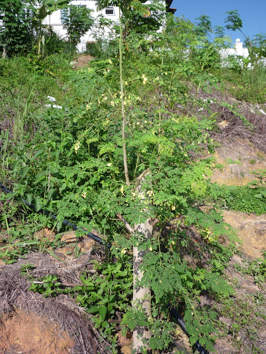 My extended Herbal Project in Malaysia phase -2