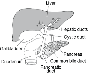 [anatomy_liver1.gif]
