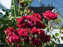 The overladen rose bush