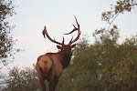 Rocky Mountain Elk