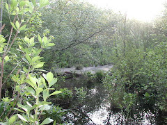 Miller's Pond