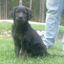 Koda, s. 8.7.2010