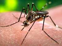 DENGUE DEATH CASES INCREASES BY 65% IN 2010