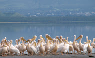 Great white pelican