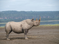 Black Rhino