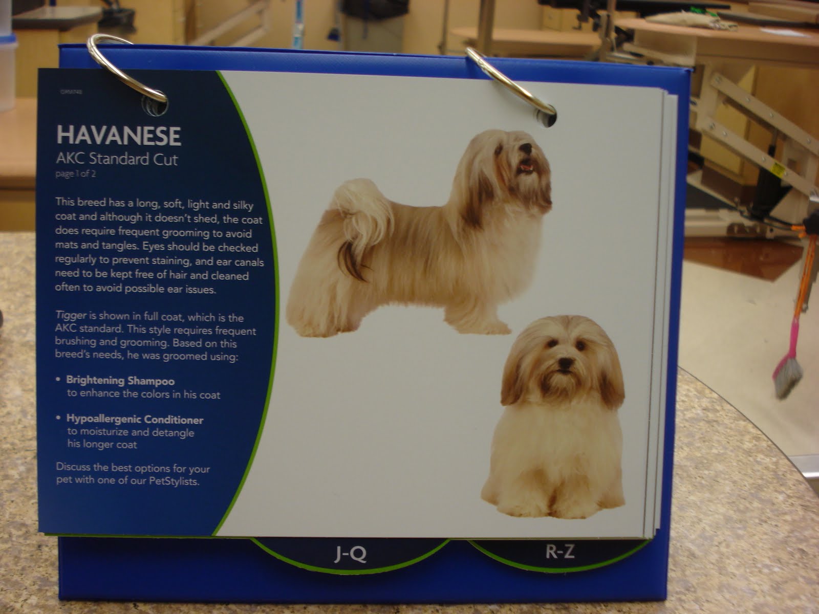 Havanese Cut