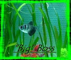 BIGBOSS