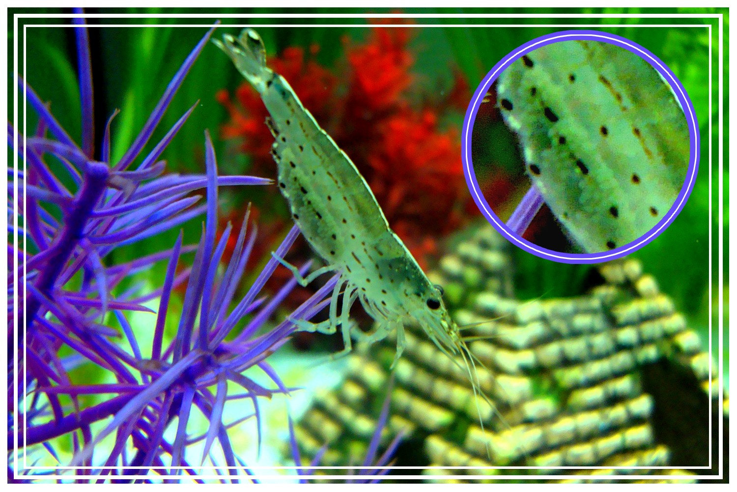 Bienvenue dans notre aquarium! Une caridina japonica pleine d
