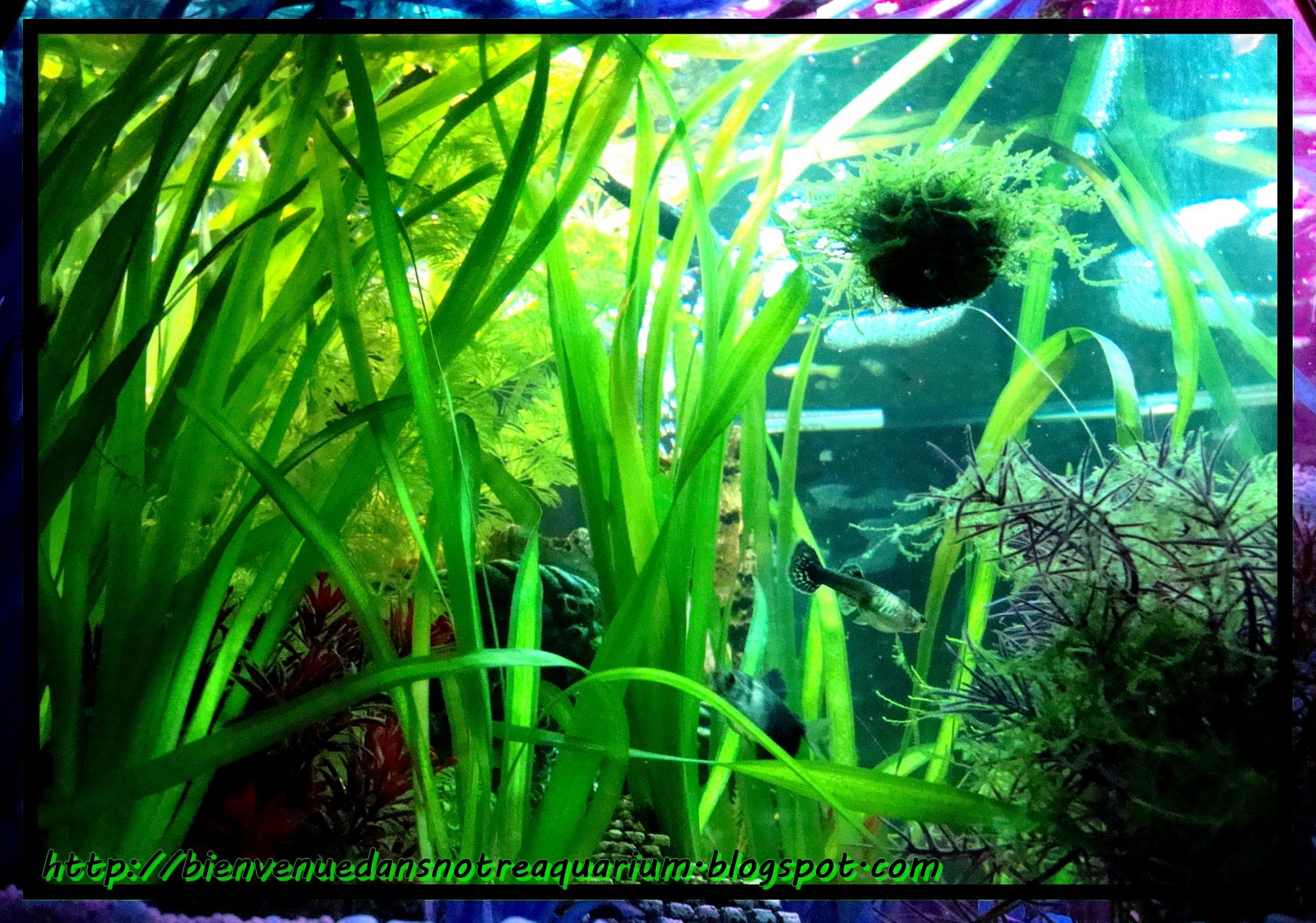 Bienvenue dans notre aquarium! La boule de mousse de java améliorée