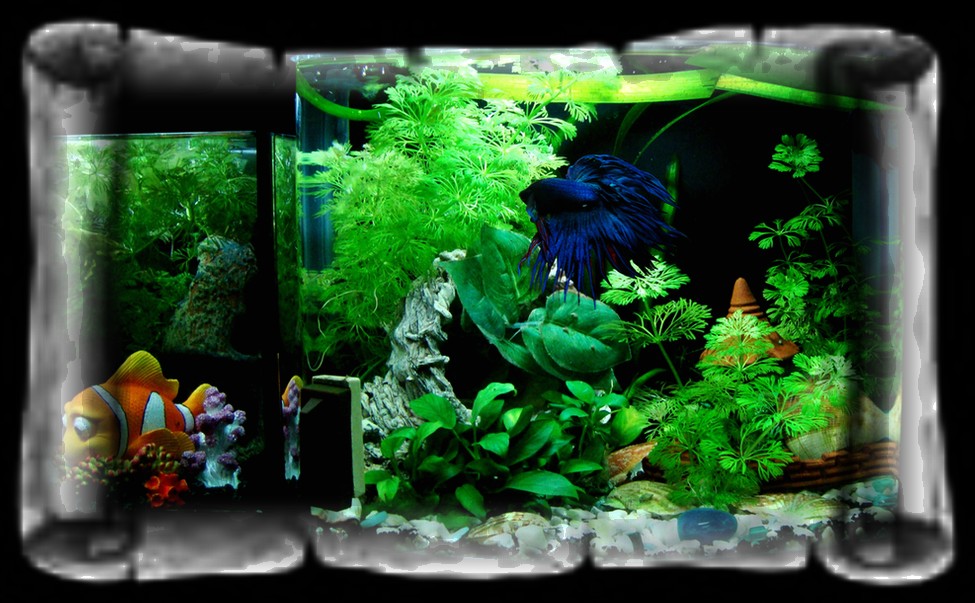 Bienvenue dans notre aquarium! Le Betta Splendens se plaît dans son